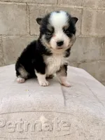 Bini, a female Miniature Australian Shepherd for sale in Coleman, TX – Photo 4 of 10