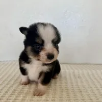 Bini, a female Miniature Australian Shepherd for sale in Coleman, TX – Photo 5 of 7