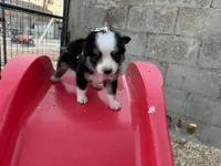 Bini, a female Miniature Australian Shepherd for sale in Coleman, TX – Photo 9 of 10