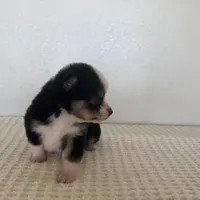 Bini, a female Miniature Australian Shepherd for sale in Coleman, TX – Photo 6 of 7