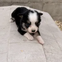 Bini, a female Miniature Australian Shepherd for sale in Coleman, TX – Photo 3 of 7