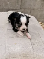 Bini, a female Miniature Australian Shepherd for sale in Coleman, TX – Photo 3 of 10
