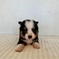Bini, a female Miniature Australian Shepherd for sale in Coleman, TX – Photo 2 of 7