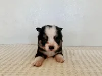 Bini, a female Miniature Australian Shepherd for sale in Coleman, TX – Photo 2 of 10