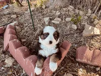 Pinky, a female Miniature Australian Shepherd for sale in Coleman, TX – 5 of 10