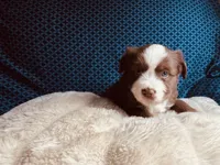 Skipper, a male Miniature Australian Shepherd for sale in Coleman, TX – 10 of 10