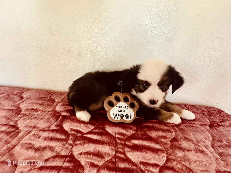 Pinky – Miniature Australian Shepherd puppy for sale in Coleman, TX