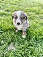 Max, a male Miniature Australian Shepherd for sale in Coleman, TX – Photo 6 of 10