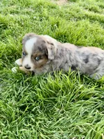 Max, a male Miniature Australian Shepherd for sale in Coleman, TX – Photo 8 of 10