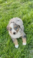 Max, a male Miniature Australian Shepherd for sale in Coleman, TX – Photo 1 of 10
