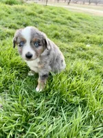 Max, a male Miniature Australian Shepherd for sale in Coleman, TX – Photo 4 of 10