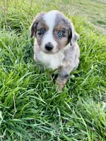 Max, a male Miniature Australian Shepherd for sale in Coleman, TX – Photo 3 of 10