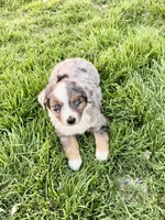 Max, a male Miniature Australian Shepherd for sale in Coleman, TX – Photo 9 of 10