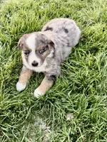 Max, a male Miniature Australian Shepherd for sale in Coleman, TX – Photo 5 of 10