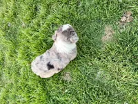 Max, a male Miniature Australian Shepherd for sale in Coleman, TX – Photo 10 of 10