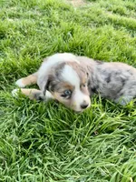 Max, a male Miniature Australian Shepherd for sale in Coleman, TX – Photo 7 of 10