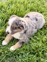 Max, a male Miniature Australian Shepherd for sale in Coleman, TX – Photo 2 of 10