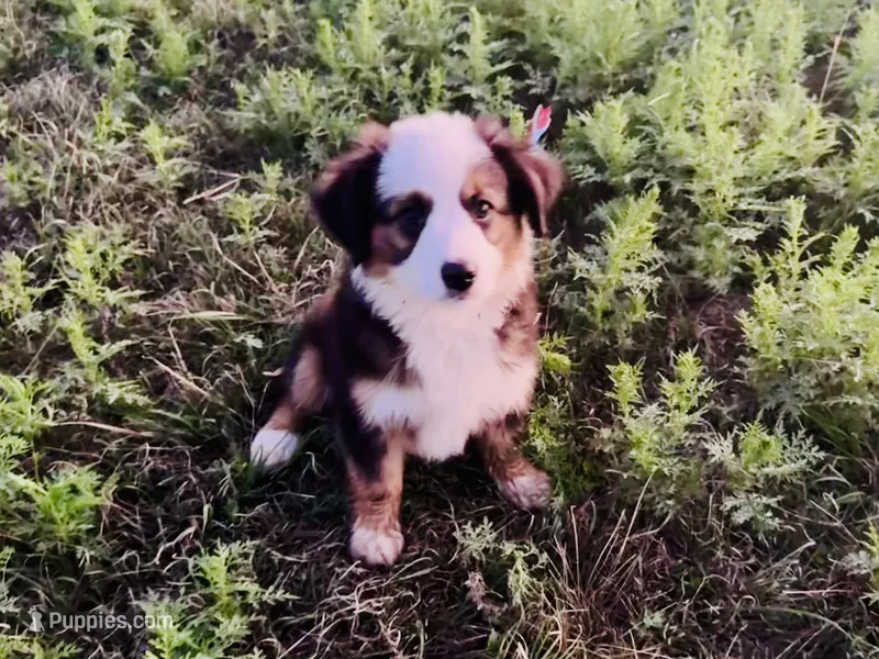 Pinky – Miniature Australian Shepherd puppy for sale in Coleman, TX