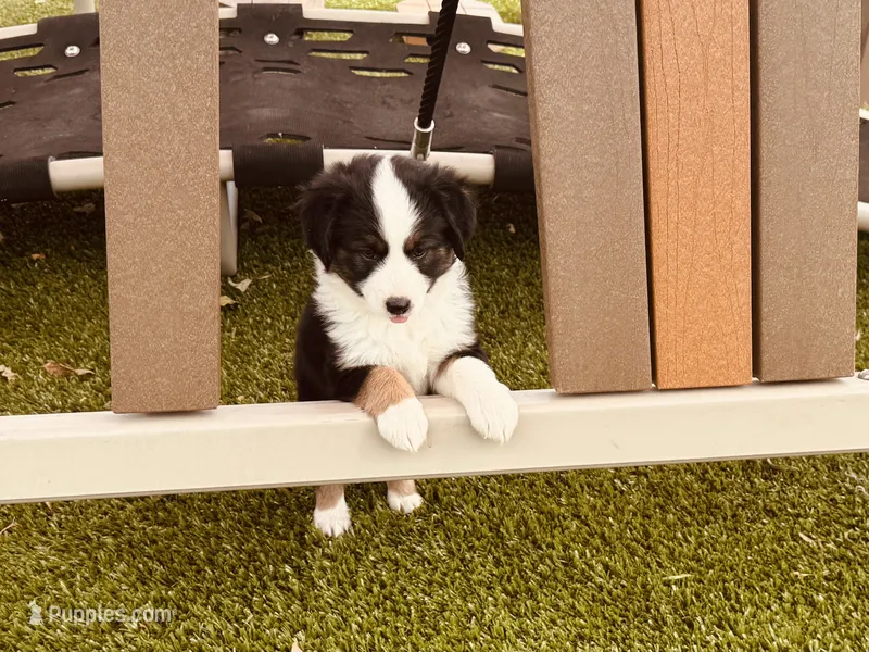 Sky – Miniature Australian Shepherd puppy for sale in Coleman, TX