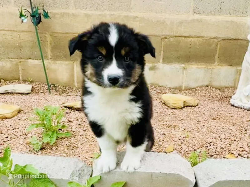 Demi – Australian Shepherd puppy for sale in Coleman, TX
