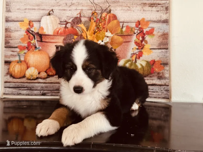 Sky – Miniature Australian Shepherd puppy for sale in Coleman, TX