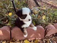 Pinky, a female Miniature Australian Shepherd for sale in Coleman, TX – 8 of 10