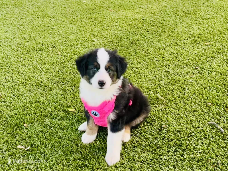Sky – Miniature Australian Shepherd puppy for sale in Coleman, TX