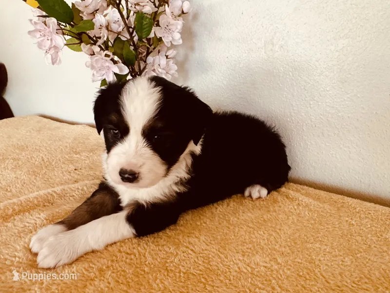 Sky – Miniature Australian Shepherd puppy for sale in Coleman, TX