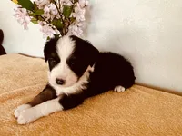 Sky, a female Miniature Australian Shepherd for sale in Coleman, TX – 1 of 10