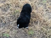 Midnight, a male Miniature Australian Shepherd for sale in Coleman, TX – 9 of 10