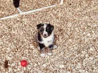 Wyatt, a male Australian Shepherd for sale in Coleman, TX – 7 of 9