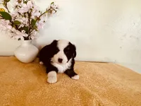 Zuri, a female Miniature Australian Shepherd for sale in Coleman, TX – 4 of 10