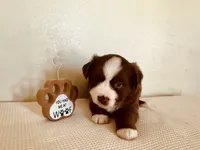 Skipper, a male Miniature Australian Shepherd for sale in Coleman, TX – 7 of 10
