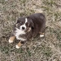 Sugar, a female Miniature Australian Shepherd for sale in Coleman, TX – Photo 3 of 10
