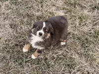 Sugar, a female Miniature Australian Shepherd for sale in Coleman, TX – Photo 3 of 10