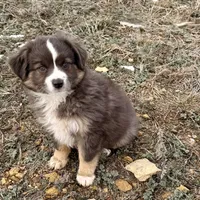 Sugar, a female Miniature Australian Shepherd for sale in Coleman, TX – Photo 5 of 10
