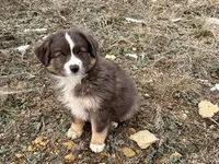 Sugar, a female Miniature Australian Shepherd for sale in Coleman, TX – Photo 5 of 10