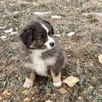 Sugar, a female Miniature Australian Shepherd for sale in Coleman, TX – Photo 2 of 10