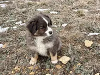 Sugar, a female Miniature Australian Shepherd for sale in Coleman, TX – Photo 2 of 10