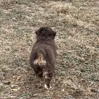 Sugar, a female Miniature Australian Shepherd for sale in Coleman, TX – Photo 4 of 10