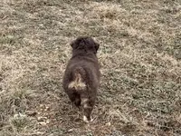 Sugar, a female Miniature Australian Shepherd for sale in Coleman, TX – Photo 4 of 10