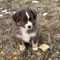 Sugar, a female Miniature Australian Shepherd for sale in Coleman, TX – Photo 1 of 10