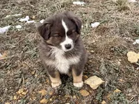 Sugar, a female Miniature Australian Shepherd for sale in Coleman, TX – Photo 1 of 10