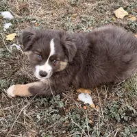 Sugar, a female Miniature Australian Shepherd for sale in Coleman, TX – Photo 9 of 10