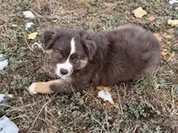 Sugar, a female Miniature Australian Shepherd for sale in Coleman, TX – Photo 9 of 10