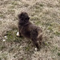 Sugar, a female Miniature Australian Shepherd for sale in Coleman, TX – Photo 10 of 10