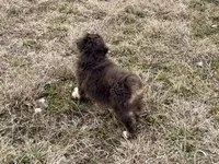 Sugar, a female Miniature Australian Shepherd for sale in Coleman, TX – Photo 10 of 10