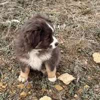 Sugar, a female Miniature Australian Shepherd for sale in Coleman, TX – Photo 6 of 10