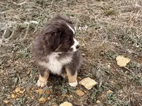 Sugar, a female Miniature Australian Shepherd for sale in Coleman, TX – Photo 6 of 10