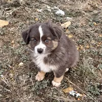 Sugar, a female Miniature Australian Shepherd for sale in Coleman, TX – Photo 7 of 10